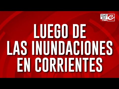 Invasión de termitas en una escuela en Corrientes