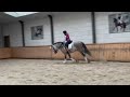 Dressage horse Getalenteerde PRE hengst met potentie tot Grand Prix