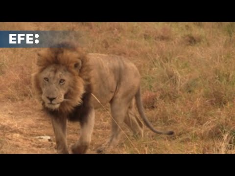 Los esfuerzos del Masái Mara para evitar las avalanchas de turistas