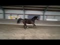 Show jumping horse 3 jarige merrie (v. Comme Prevu)