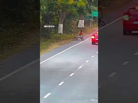 Leopardo ataca ciclista em rodovia na Índia #shorts