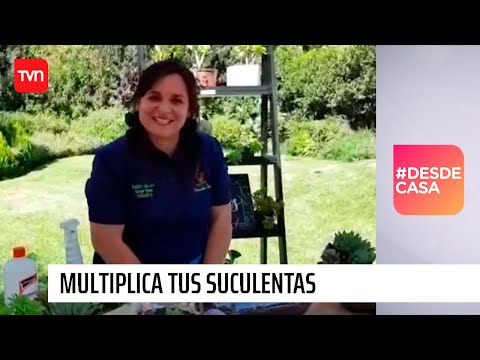 María Jesús González: Multiplica tus suculentas con lo que tienes en casa | #DesdeCasa