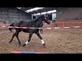 Dressage horse Talentvolle 4 jarige ruin van Kjento