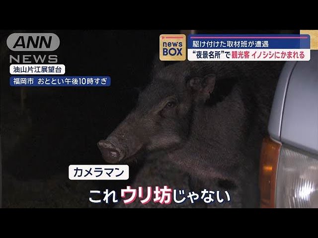 Image of Babi Hutan Gigit Wisatawan di Tempat Wisata Malam Fukuoka