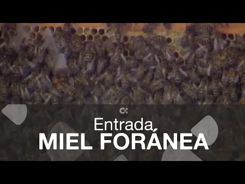 Entrada miel foránea