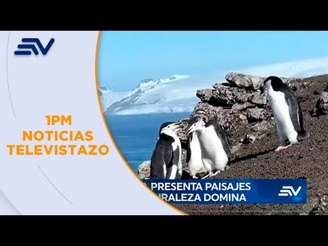 Los glaciares y las especies marinas embellecen el paisaje de la Antártida | Televistazo | Ecuavisa