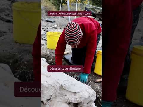 Un crâne de dinosaure exhumé à Grande Prairie | Vidéojournal