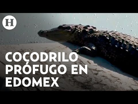 ¡Encuentran cocodrilo en Cuautitlán Izcalli! Elementos de Profepa intentan capturar al animal
