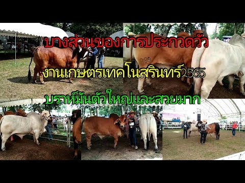 งานประกวดวัวบราห์มันบรรยากาศบ