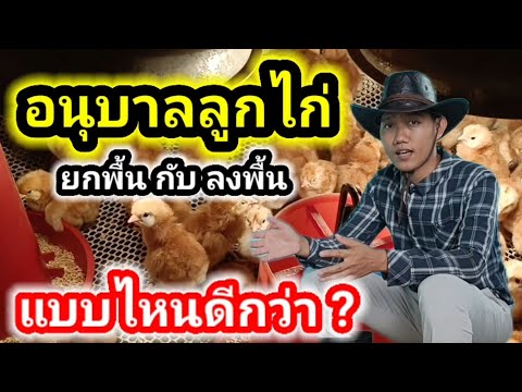 อนุบาลลูกไก่แบบลงพื้นกับแบบ