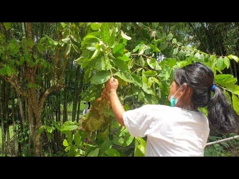 ต้มปลาไหลไส่มดส้มแซบจนนั่งไห่🤣 ต้มปลาไหลไส่มดส้มแซบจนนั่งไห่🤣