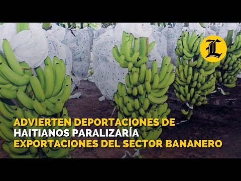 Advierten deportaciones de haitianos paralizaría exportaciones del sector bananero