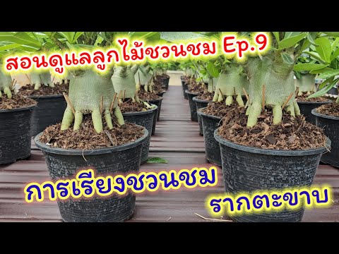 สอนดูแลลูกไม้ชวนชมEp.9การเรี