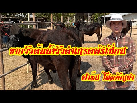 หมูหันฟาร์ม ลูกอีสานเต็มขั้น วัวดำเกรดพรีเมี่ยมต้นนำฟาร์มโชคบัญชาขายวัวดำต้นน้ำต่อยอดวัวเ