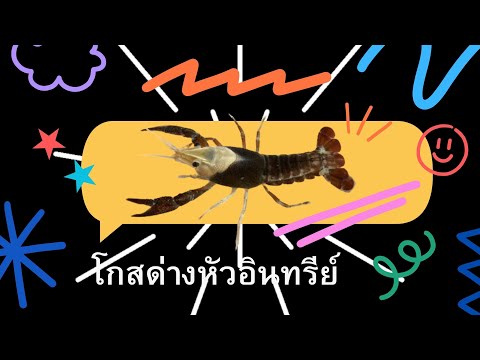 กุ้งด่างหัวอินทรีย์🦅(กุ้งส