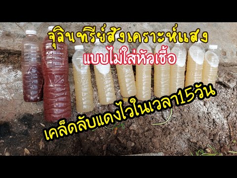 เคล็ดลับการทำจุลินทรีย์สังเครา เคล็ดลับการทำจุลินทรีย์สังเครา