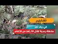 صاعقة رعدية تقتل 30 رأسًا من الأغنام في ريف تعز