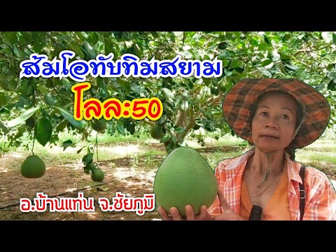 ส้มโอทับทิมสยามสวนทรัพย์ทวีคู