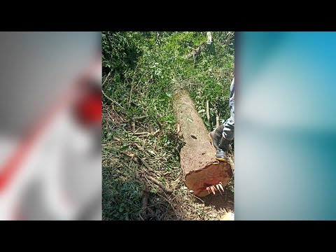Trabajador muere aplastado por árbol en Alto Verá