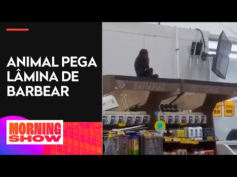 Macaco invade supermercado e é flagrado bebendo cerveja e comendo pinhão