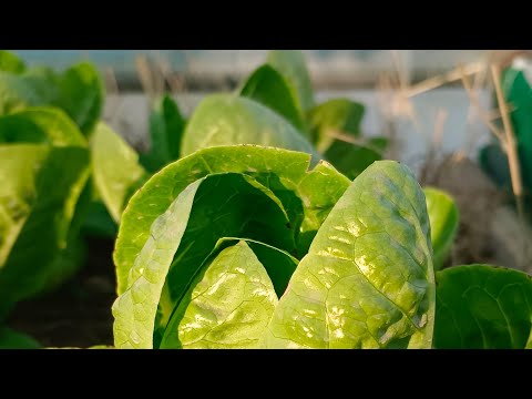 ตื่นเช้าอากาศดีรดน้ำผักในสวนกั