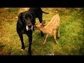 Dog babysits deer - Animal Odd Couples Episode 1 Preview - BBC One