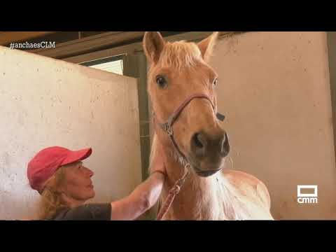 Acompañamos a un veterinario a la vacunación de caballos | Ancha es Castilla-La Mancha
