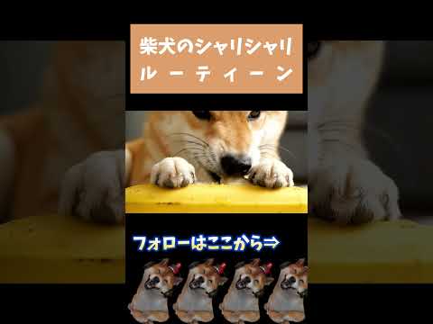 柴犬のおやつルーティーン #shorts