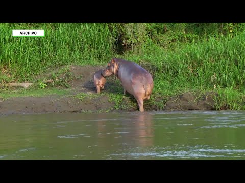 Piden trasladar hipopótamos a otros países - Teleantioquia Noticias