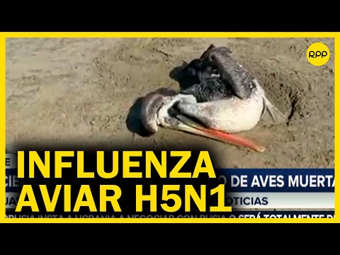Influenza aviar en Perú: No hay cierre de playas ante hallazgo de aves muertas