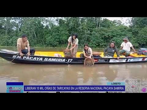 Loreto: liberan 10 mil crías de taricayas en la Reserva Nacional Pacaya Samiria