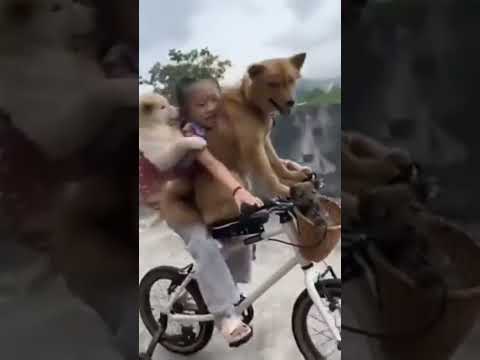 Niña Pasea en Bicicleta con sus #perros #viral #viralvideo #viralshorts  #lovedog