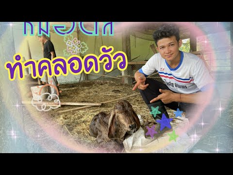 หมอตัสทำคลอดวัว หมอตัสทำคลอดวัว