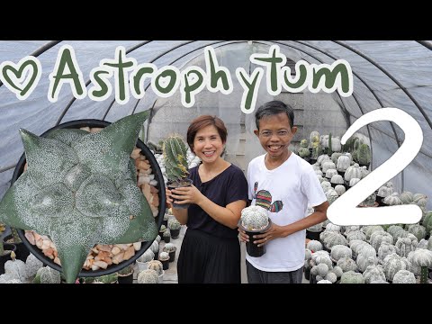 รู้จัก-Astrophytum-ep.2/3-|-Ca รู้จัก-Astrophytum-ep.2/3-|-Ca