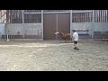 Show jumping horse 2-jarige merrie met topafstamming