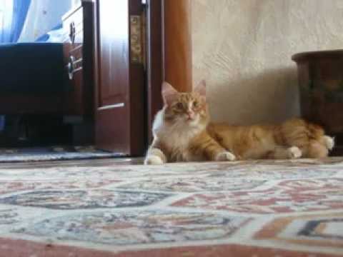 Video: Katinas - Išėjo