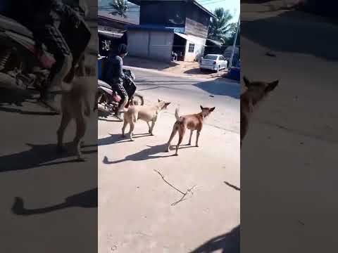 สนิมขึ้นเขาไปฉีดปุ๋ยแล้ว