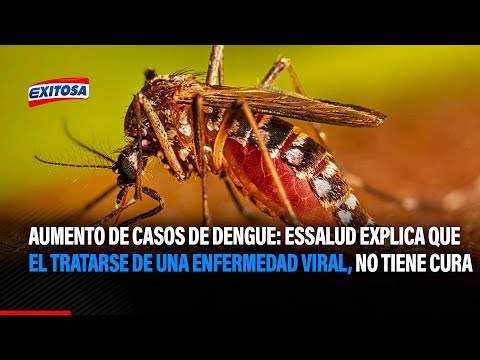 Aumento de casos de Dengue: EsSalud explica que el tratarse de una enfermedad viral, no tiene cura