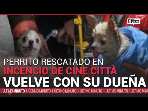 Perrito rescatado en incendio de Cine Città  vuelve con su dueña