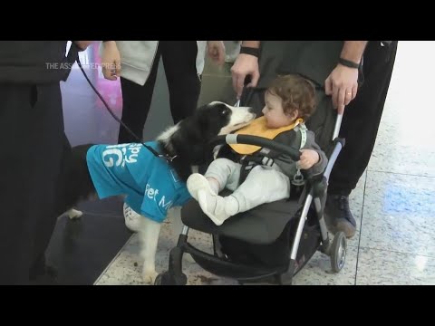 Therapy dogs bring comfort and stress relief to travelers at Istanbul airport