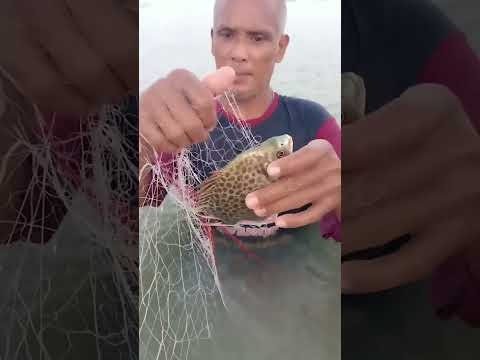 ปลาขี้ตังหรือปลาตะกรับติดอวนสา
