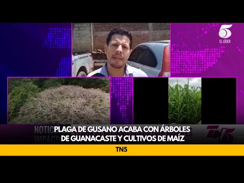 Plaga de gusano acaba con árboles de guanacaste y cultivos de maíz