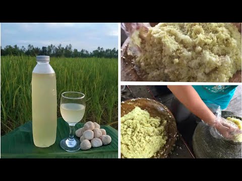 วิธีทำหมักเหล้าสาโท-โดยผู้เชี่ วิธีทำหมักเหล้าสาโท-โดยผู้เชี่