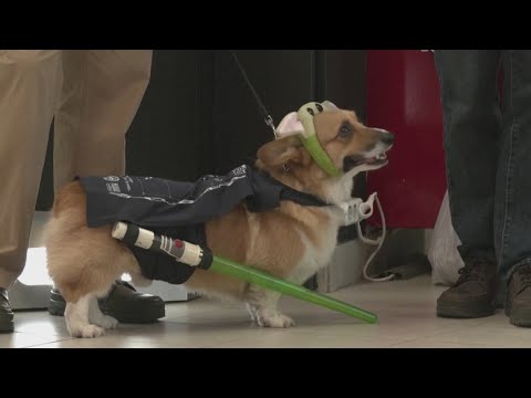 Corgis dressed up like Star Wars characters, space crafts
