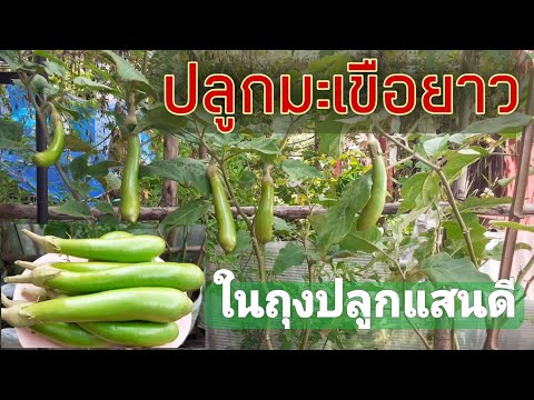 ปลูกมะเขือยาวในถุงกระสอบ-(ละเอ ปลูกมะเขือยาวในถุงกระสอบ-(ละเอ