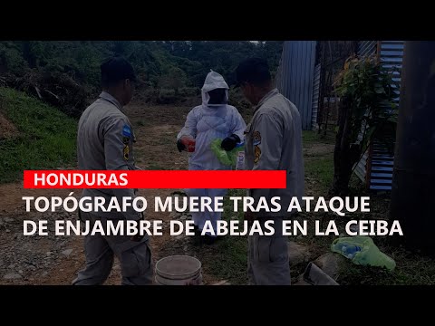 Topógrafo muere tras ataque de enjambre de abejas en La Ceiba