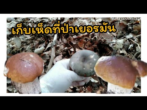 เข้าป่าหาเห็ด-ตามไปลุ้นนำกันพี เข้าป่าหาเห็ด-ตามไปลุ้นนำกันพี