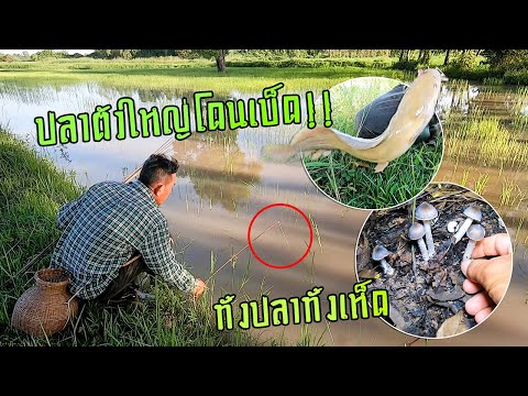 ทั้งปลาทั้งเห็ด!!-ไปกับแม่ปางค ทั้งปลาทั้งเห็ด!!-ไปกับแม่ปางค