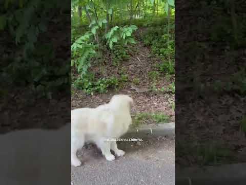 Dog tries to befriend squirrel at park