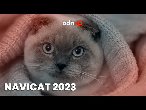 Navicat 2023 un evento que busca promover la donación en especie para los michis